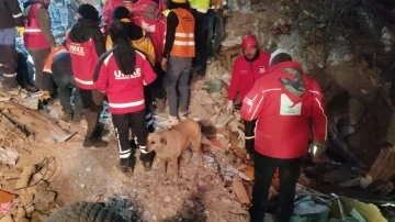 Deprem bölgesindeki köpek Kızılay ekiplerinin maskotu oldu
