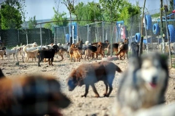 Deprem bölgesinden Bursa'ya getirilen evcil hayvanlar yeni yuvalarını bekliyor