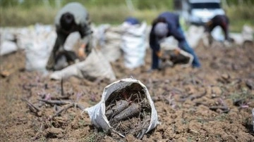 Depremin vurduğu Hatay'ın tescilli siyah havucunda rekolte artışı bekleniyor