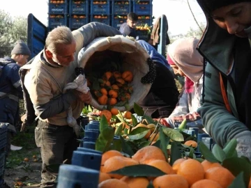 Depremzede mandalina üreticisine Hatay Valisi’nden destek
