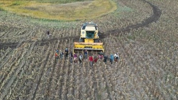 Depremzede mevsimlik tarım işçileri Ağrı'da ayçiçeği hasadında