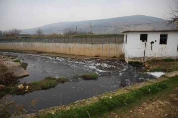 Nizip’teki çayda balık ölümleri endişelendirdi