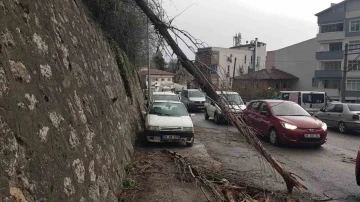 Devrilen ağaç iki araca zarar verdi
