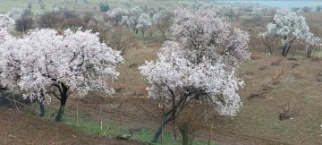 Dicle’de ağaçlarda renk cümbüşü oluştu
