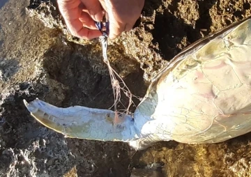 Didim’de caretta caretta cinsi deniz kaplumbağası ölü bulundu
