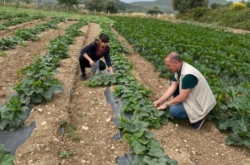 Didim’de hasat öncesi kimyasal kalıntı analizleri yapılıyor