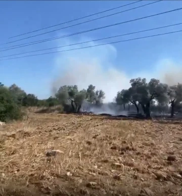 Didim’de korkutan zeytinlik yangını