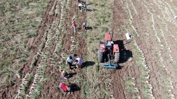 Dijital pazara giren Taşköprü sarımsağı, Türkiye’nin her yerine gönderiliyor
