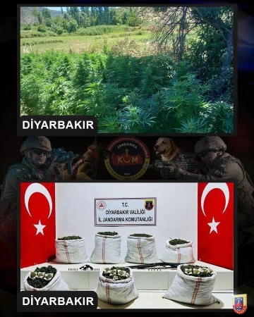 Diyarbakır’da 357 bin kök Hint keneviri, 86 kilo kubar esrar ele geçirildi
