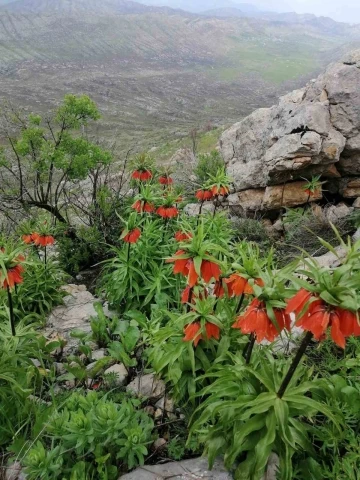 Diyarbakır’da açan ‘Ters Lale’ler göz kamaştırdı
