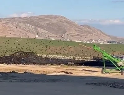 Diyarbakır’da binlerce kuş türü buğday silosu etrafında toplandı
