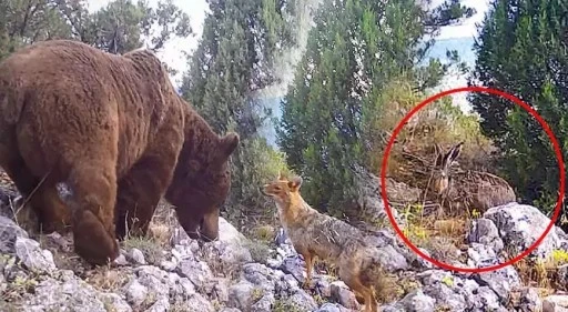 DKMP, Bursa'daki yaban hayatını görüntüledi 