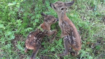 Doğada bulunan yavru geyik ve karacalarla ilgili önemli uyarı
