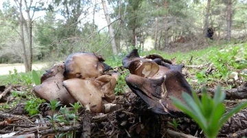 Doğadan toplanıp tüketilen mantar ölüme yol açabiliyor
