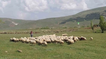 Doğu Anadolu Canlı Hayvan Pazarı’nda hareketlilik başladı
