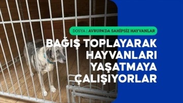 Doğu Avrupa'da toplama, sahiplendirme ve uyutulma işlemleri uygulanıyor