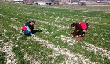 Domaniç’te hububat ekili tarlalarda fenolojik gözlem, hastalık ve zararlı kontrolü
