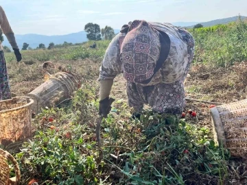 Domates üreticisi düşük fiyatlar nedeniyle dertli
