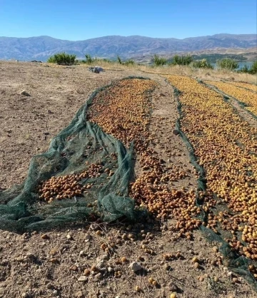 Domuz sürüsü tonlarca kayısıyı çöp etti
