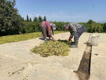 Dünyaca ünlü Sultaniye üzümünü mildiyö vurdu, rekolte düştü
