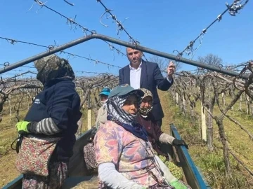 Dünyaca ünlü üzümün yetiştirildiği bağlarda hummalı çalışma
