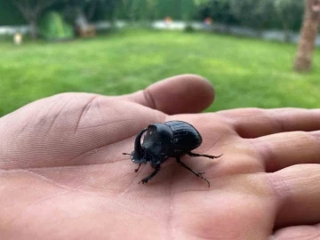 Dünyanın en güçlü böceği Manisa’da görüldü
