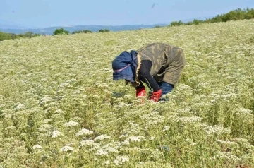 Dünyanın kekik ihtiyacı Türkiye’den karşılanıyor