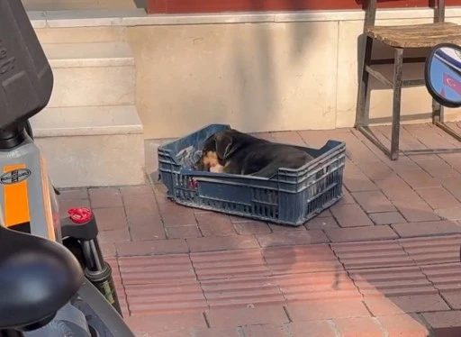 Bursa'da duyarsız sürücünün çarptığı köpeğe zabıta ekipleri sahip çıktı