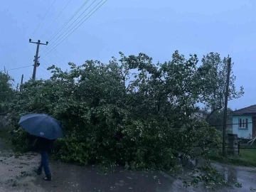 Düzce’de şiddetli rüzgar ağacı ve direği devirdi
