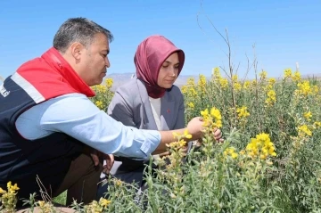 Eber Sarısı’nın korunması için başlatılan çalışmalar sürüyor