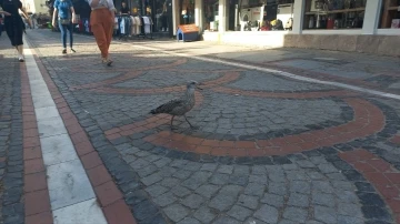 Edirne esnafı sıcaktan uçamayan martıyı kurtarmak için seferber oldu
