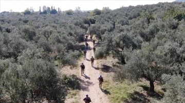 Edremit Körfezi'ndeki zeytin bahçeleri komandolara emanet