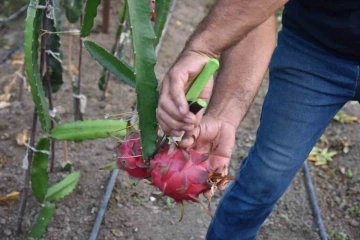 Egzotik dünyanın lezzeti ejder meyvesi Mustafakemalpaşa’da
