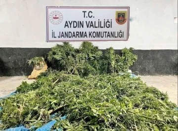 Ektikleri kenevirleri sularlarken yakalandılar
