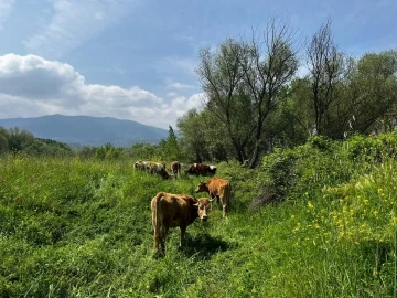 El değmemiş yaylalarda otlayan hayvanların kartpostallık manzarası
