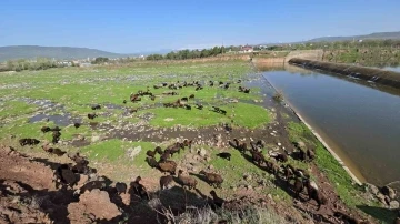 Elazığ’a bahar geldi, koyun sürüleri otlağa indi
