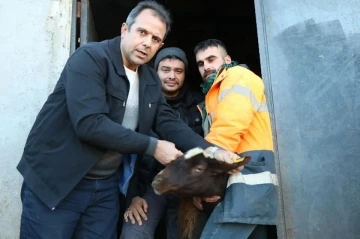 Elazığ’da anaç koyun ve keçi tespit çalışmaları sürüyor
