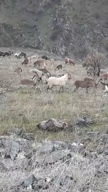 Elazığ’da dağ keçileri görüldü
