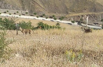 Elazığ’da dağ keçileri görüldü