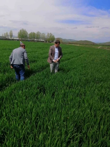 Elazığ’da hububat alanlarında süne incelemesi yapıldı
