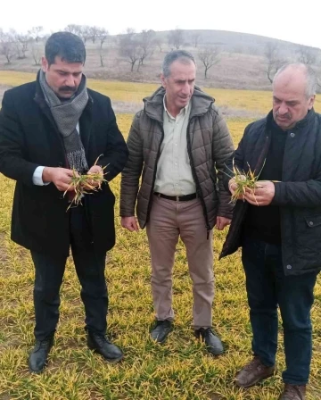 Elazığ’da hububat ve meyve ağaçlarında fenolojik gözlem çalışması yapıldı
