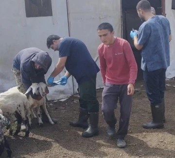 Elazığ’da küçükbaş hayvanlar salgın hastalıklara karşı aşılanıyor
