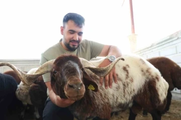 Elazığ’da kurbanlıklar görücüye çıktı
