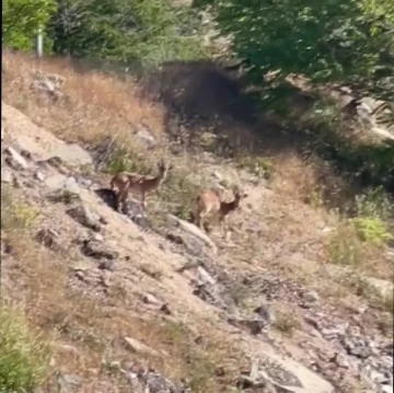 Elazığ’da nesli tükenme tehlikesi altında olan dağ keçileri görüldü
