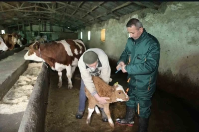 Elazığ’da şap ile mücadele: 5 bin büyükbaş aşılandı, 255 işletmede sağlık taraması yapıldı
