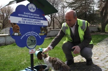 Elazığ’da sokak hayvanları unutulmadı
