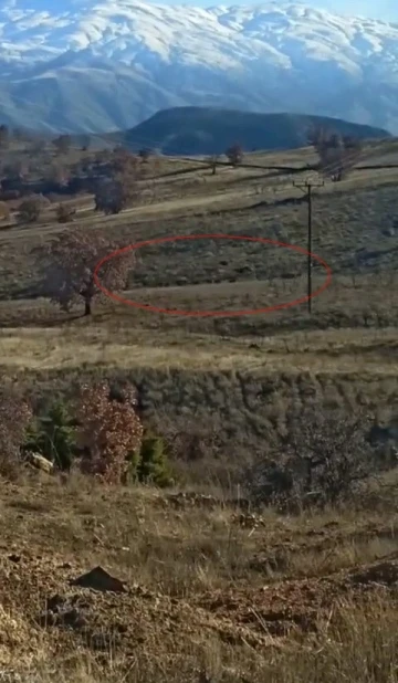 Elazığ’da yiyecek arayan domuz sürüsü görüntülendi
