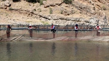 Elazığ'da alabalık üreten kadınlar ekmeğini Fırat Nehri'nden kazanıyor