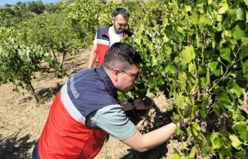 Emet’te üreticiler Antep fıstığı ve üzüm hastalık ve zararlıları konusunda bilgilendirildi
