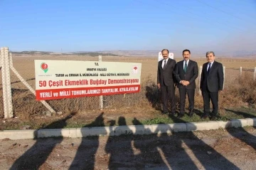 En verimli yerli ve milli buğday tohumunu belirlemek için 50 çeşit ekildi
